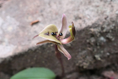 Chiloglottis gunnii