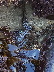 Astrometis sertulifera