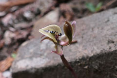 Chiloglottis gunnii