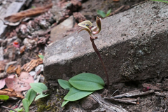 Chiloglottis gunnii