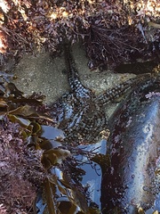 Astrometis sertulifera