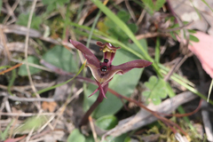 Chiloglottis gunnii
