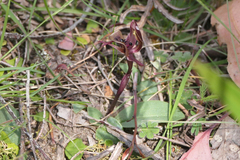 Chiloglottis gunnii