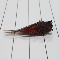 Yoyetta spectabilis