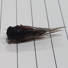 Yoyetta spectabilis