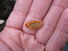 Lissothuria nutriens