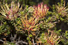 Melaleuca variegata