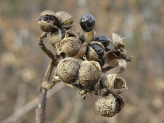 Zanthoxylum schinifolium