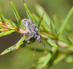 Agnesiotis pilosula
