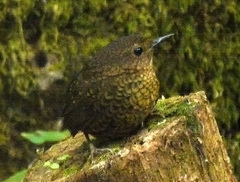 Pnoepyga pusilla