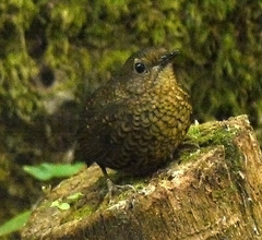 Pnoepyga pusilla