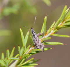 Agnesiotis pilosula