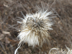 Cirsium pendulum