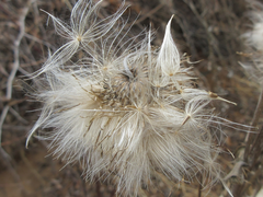 Cirsium pendulum