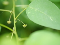 Leptopus cordifolius