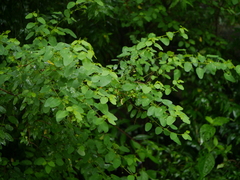 Leptopus cordifolius