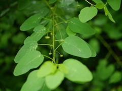 Leptopus cordifolius