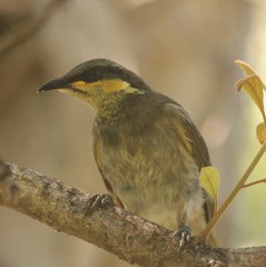 Gavicalis fasciogularis