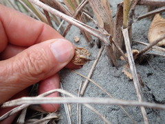 Paramarasmius mesosporus