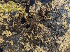 Echinometra oblonga