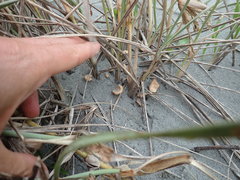 Paramarasmius mesosporus