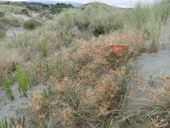 Paramarasmius mesosporus