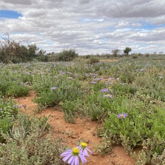 Erodiophyllum elderi