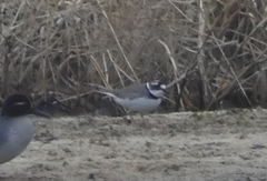 Charadrius placidus