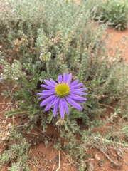 Erodiophyllum elderi