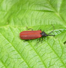 Dictyoptera