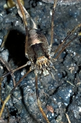 Forsteropsalis inconstans