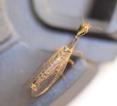 Raphidiinae