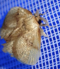 Chrysectropa roseofasciata