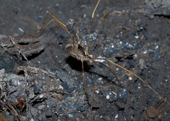 Forsteropsalis inconstans