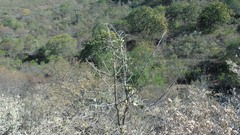 Bursera esparzae