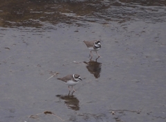 Charadrius placidus