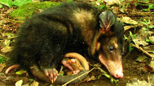 Big-eared Opossum