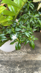 Tabernaemontana divaricata