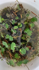 Hydrocotyle bowlesioides