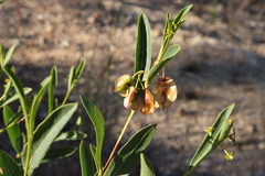 Dodonaea lanceolata