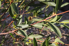 Dodonaea lanceolata