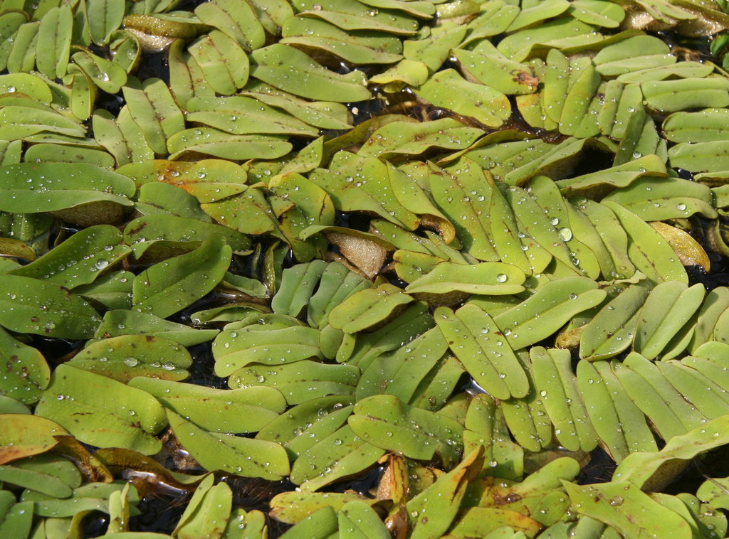 Salvinie à feuilles oblongues (Salvinia oblongifolia)