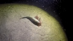 Trachurus symmetricus