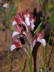 Anacamptis papilionacea papilionacea
