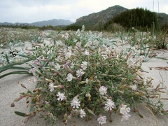 Silene succulenta
