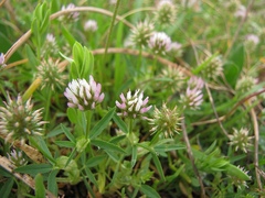 Trifolium strictum