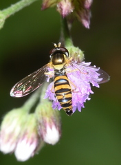 Sphaerophoria vockerothi