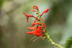 Thyrsacanthus