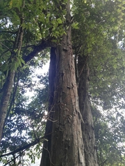 Castanopsis kawakamii