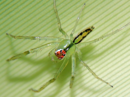 Magnolia Green Jumping Spider